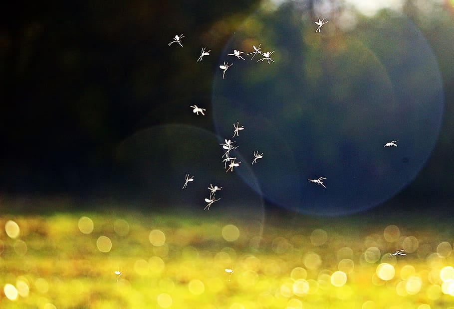 Serangga, Nyamuk, Akhir Musim Panas, Terbang, alam, musim panas, bokeh, kawanan nyamuk, jatuhkan, tidak ada orang