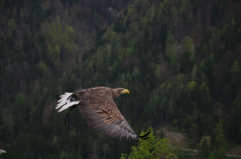 águila voladora, adler, ave, ave de rapiña, rapaz, animal, animal heráldico, bosque, pájaro, temas animales
