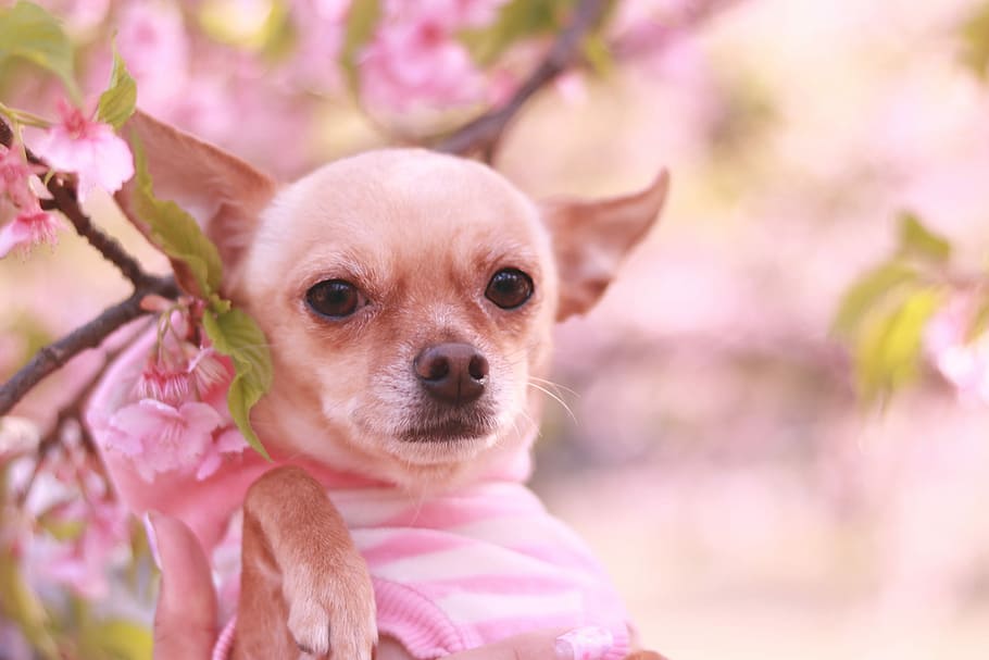 tan smooth chihuahua, Chihuahua, dog, chihuahua - Dog, animal, pets, cute, small, canine, outdoors