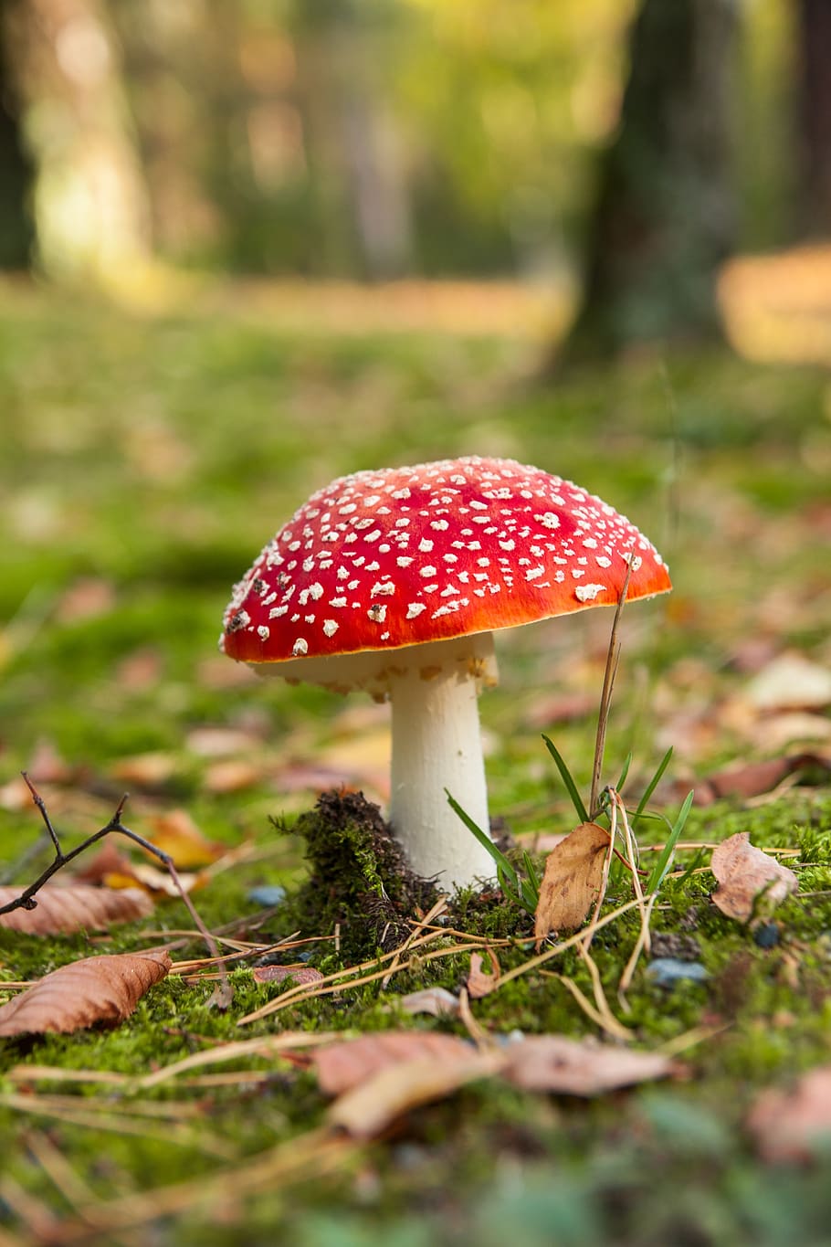 mushroom, fly agaric, red, forest, toxic, nature, autumn, moss, spotted, toadstool
