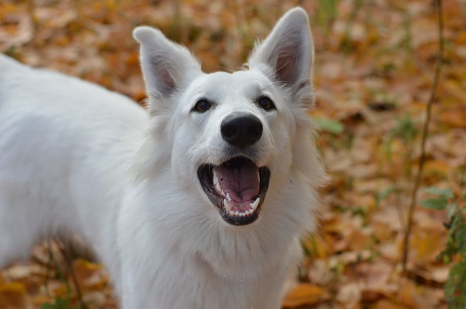 adult, white, german shepherd, barked, close-up photo, swiss white shepherd, white dog, autumn, dog, one animal