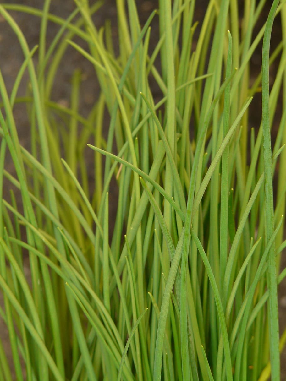 chives, leek, kitchen spice, sharp, green, grassy, plant, herb limited, spice, green color