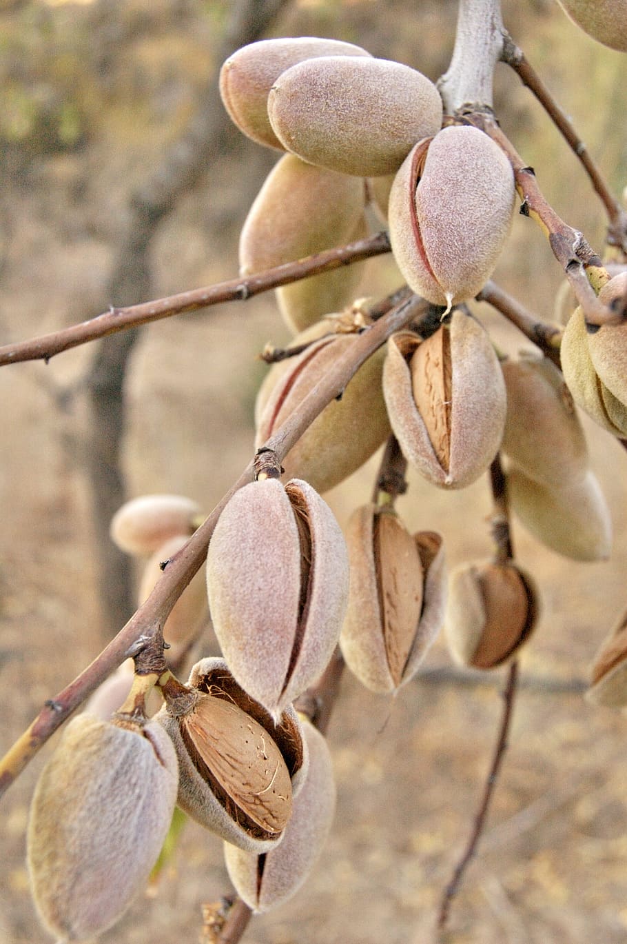 nature, almonds, dried fruits, close-up, focus on foreground, growth, plant, beauty in nature, day, branch