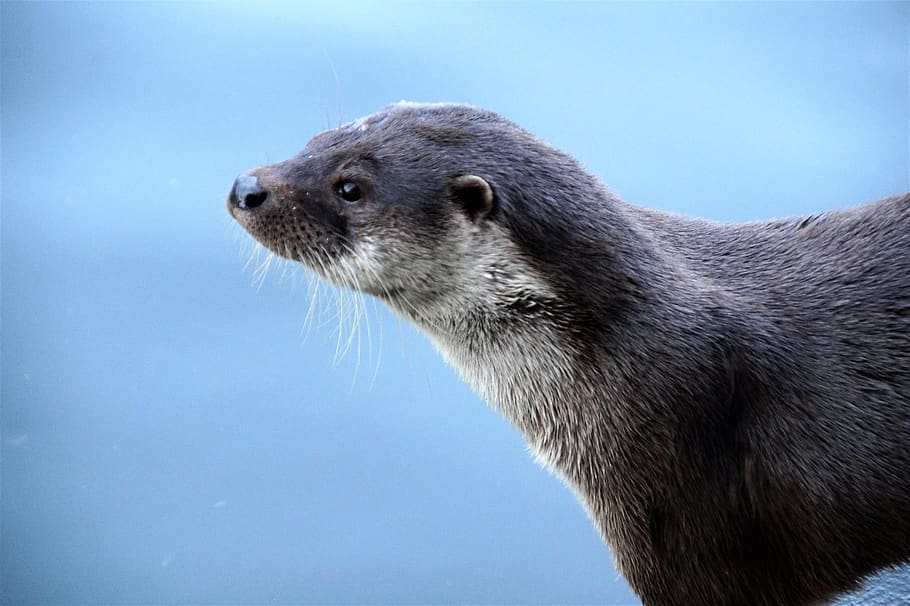 otter, fluvial, water, mammal, fur, soft, zoo, captivity, wet, animal wildlife