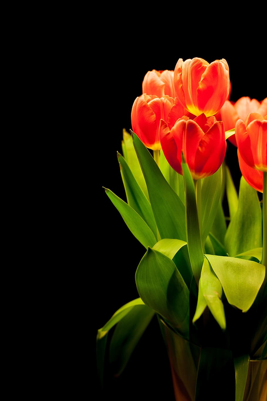 closeup, red, tulips, tulip bouquet, flowers, bouquet, reddish, spring flower, plant, vase