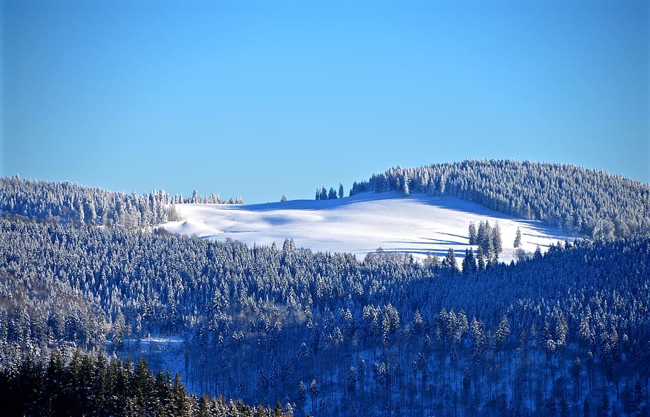 snow forest, daytime, black forest, ski run, winter forest, eiswald, hill, nature, snow, winter