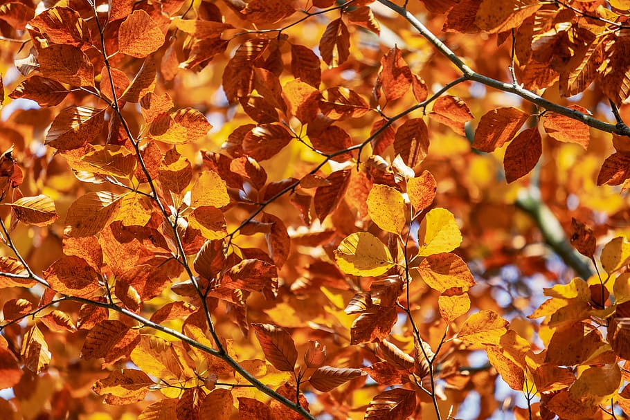 Daun-daun, daun jatuh, fall color, Jeruk, kuning, musim gugur, warna-warni, musim, estetis, ranting