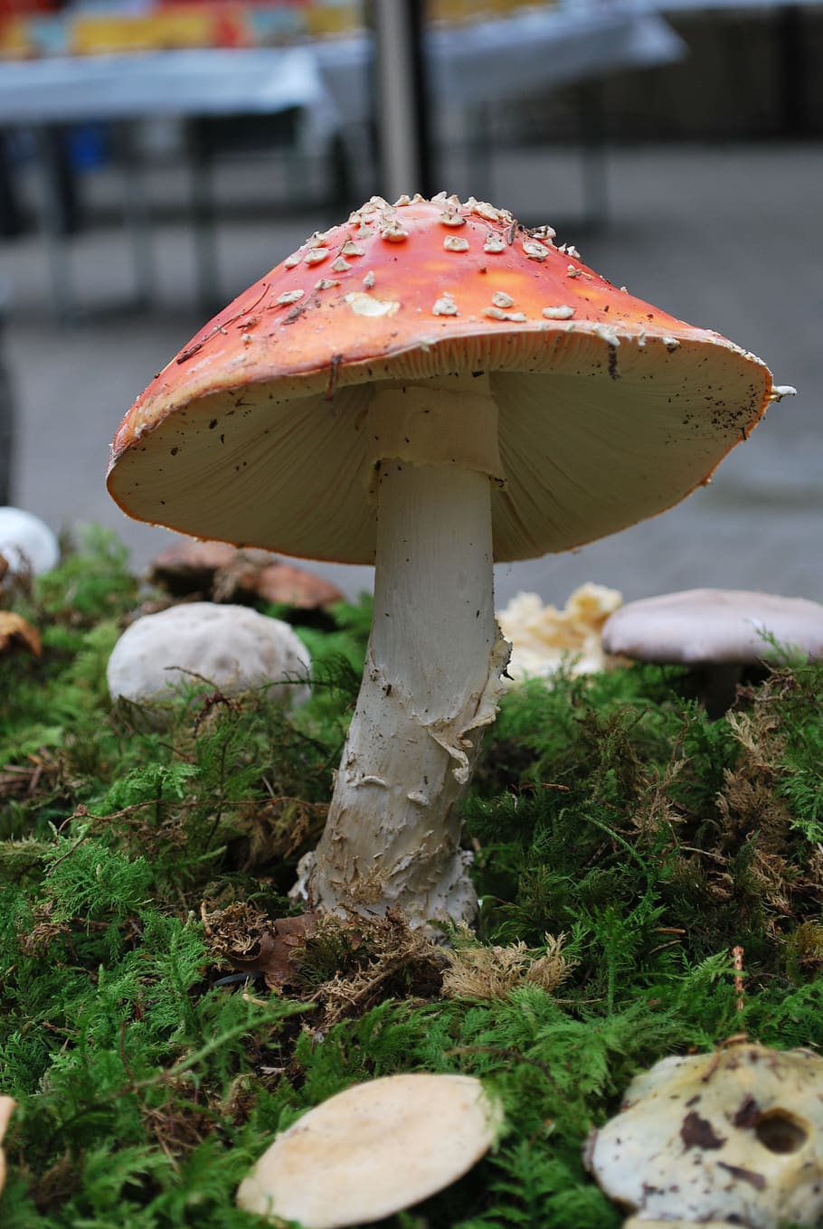fly agaric, mushroom, luck, red white, toxic, knowledge, forest, found, moss, season