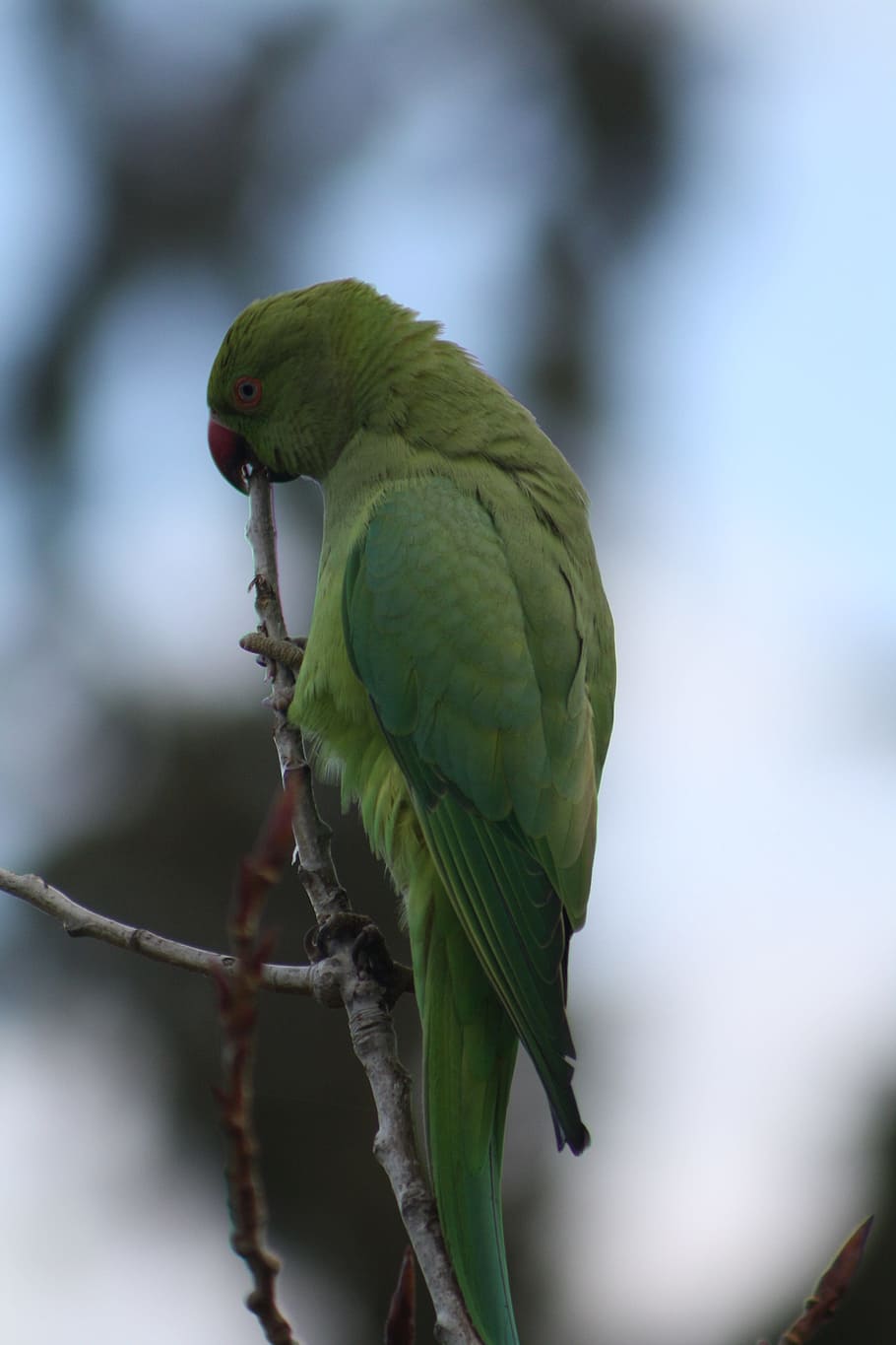 Parrot, Rose-Ringed Parakeet, Bird, one animal, animal wildlife, branch, green color, animal themes, animal, vertebrate