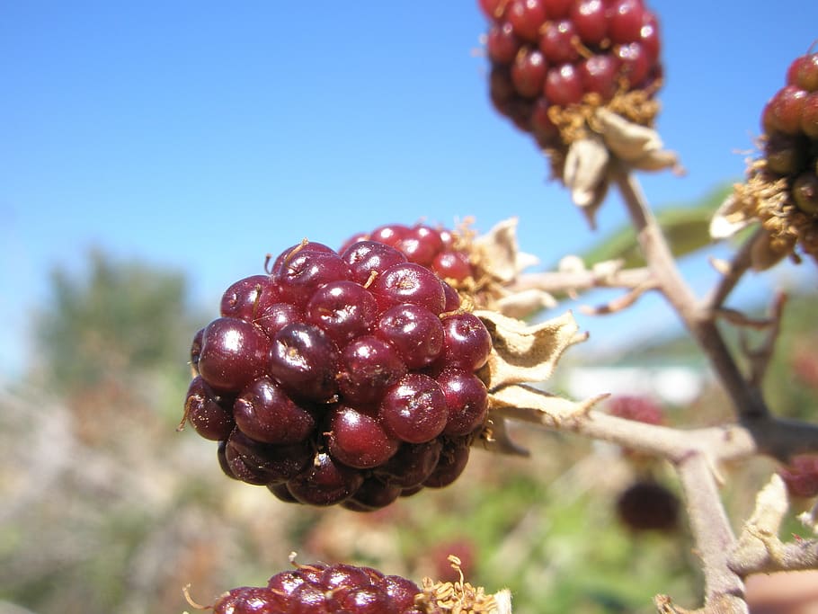 blackberries, blackberry, berries, fruit, food and drink, food, healthy eating, freshness, plant, focus on foreground