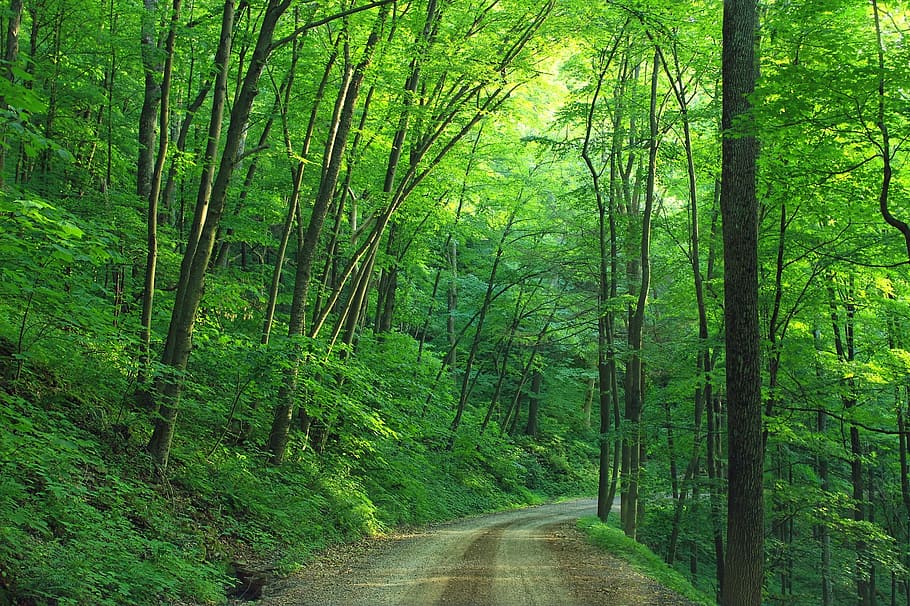木々の間の経路, 森, 風景, 道路, ロイヤルソック州立森林公園, ペンシルベニア州, トレイル, パス, 自然, 風光明媚な