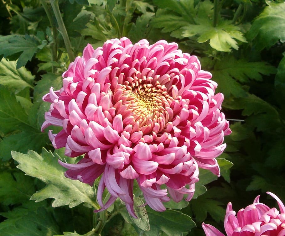chrysanthemum flower, close-up photography, Flower, Bloom, Blossom, Pink, Mum, colorful, plant, bright