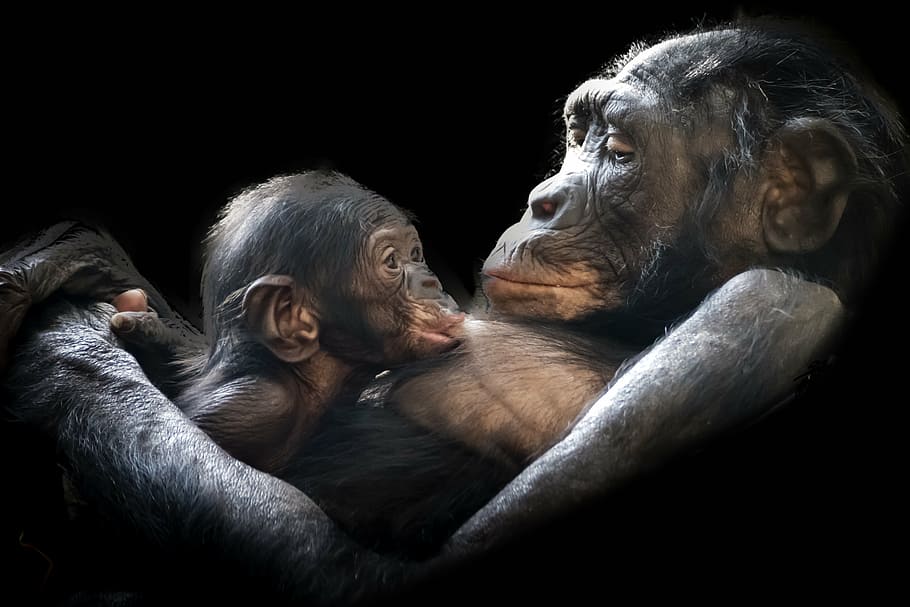 monkey breastfeeding infant, gorillas, mammals, young, child, mother, dam, infant, animals, ape