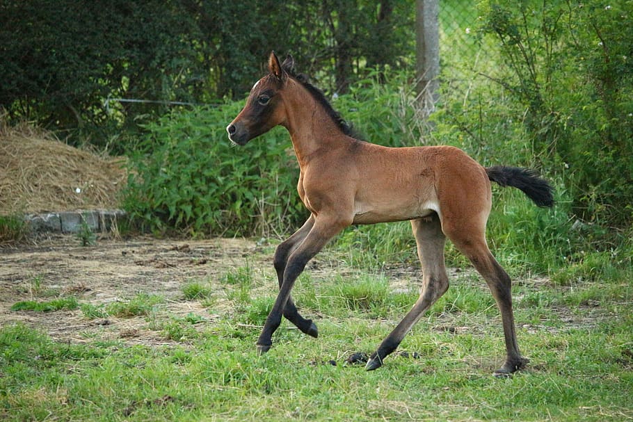 horse, foal, suckling, brown mold, thoroughbred arabian, high spirits, buck jump, pasture, meadow, animal