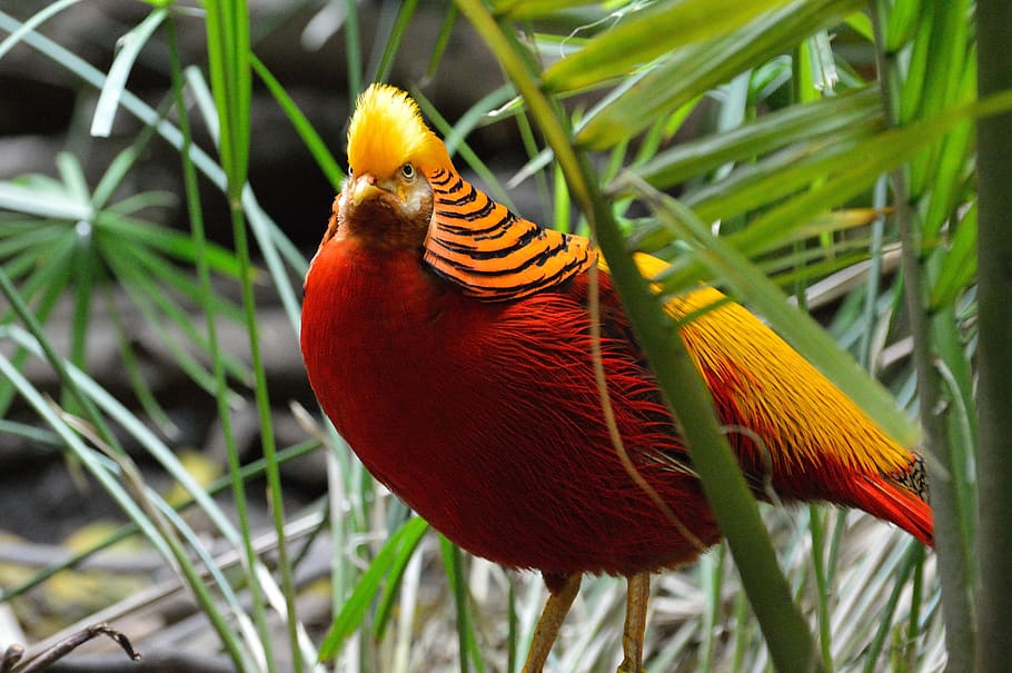 selective, photography, golden, pheasant, standing, palm plant, golden pheasant, exotic, bird, fly