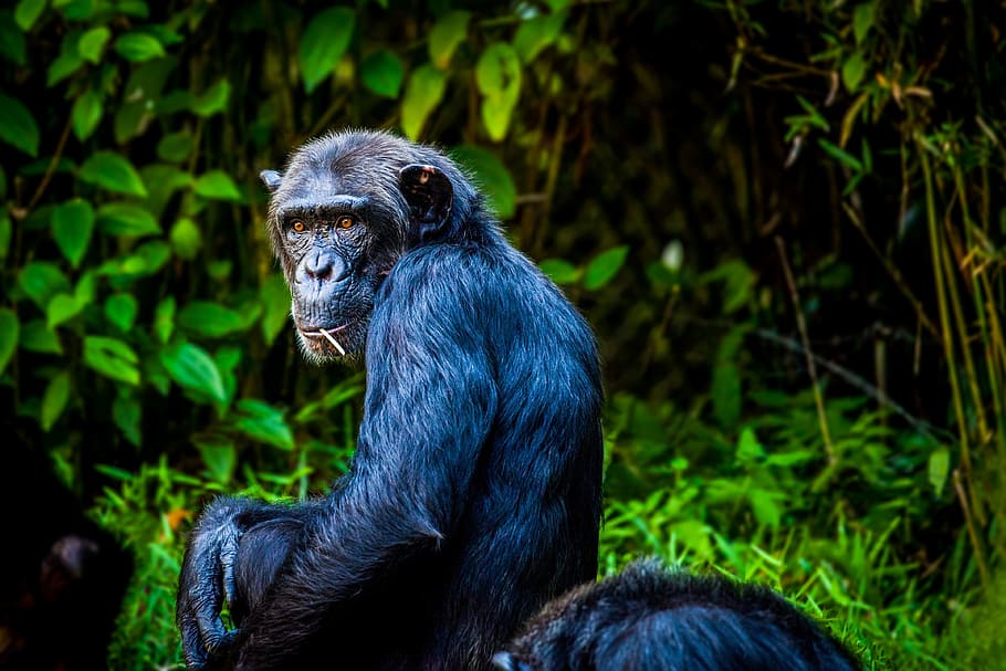 fotografi primata hitam, hitam, primata, fotografi, simpanse, monyet, kera, pemandangan, hewan, satu hewan