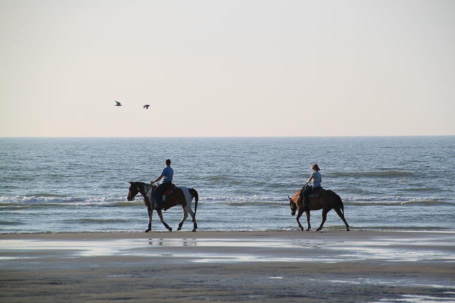 dua, penunggang kuda, putih, pasir, pantai, siang hari, berkuda, kuda, reiter, naik