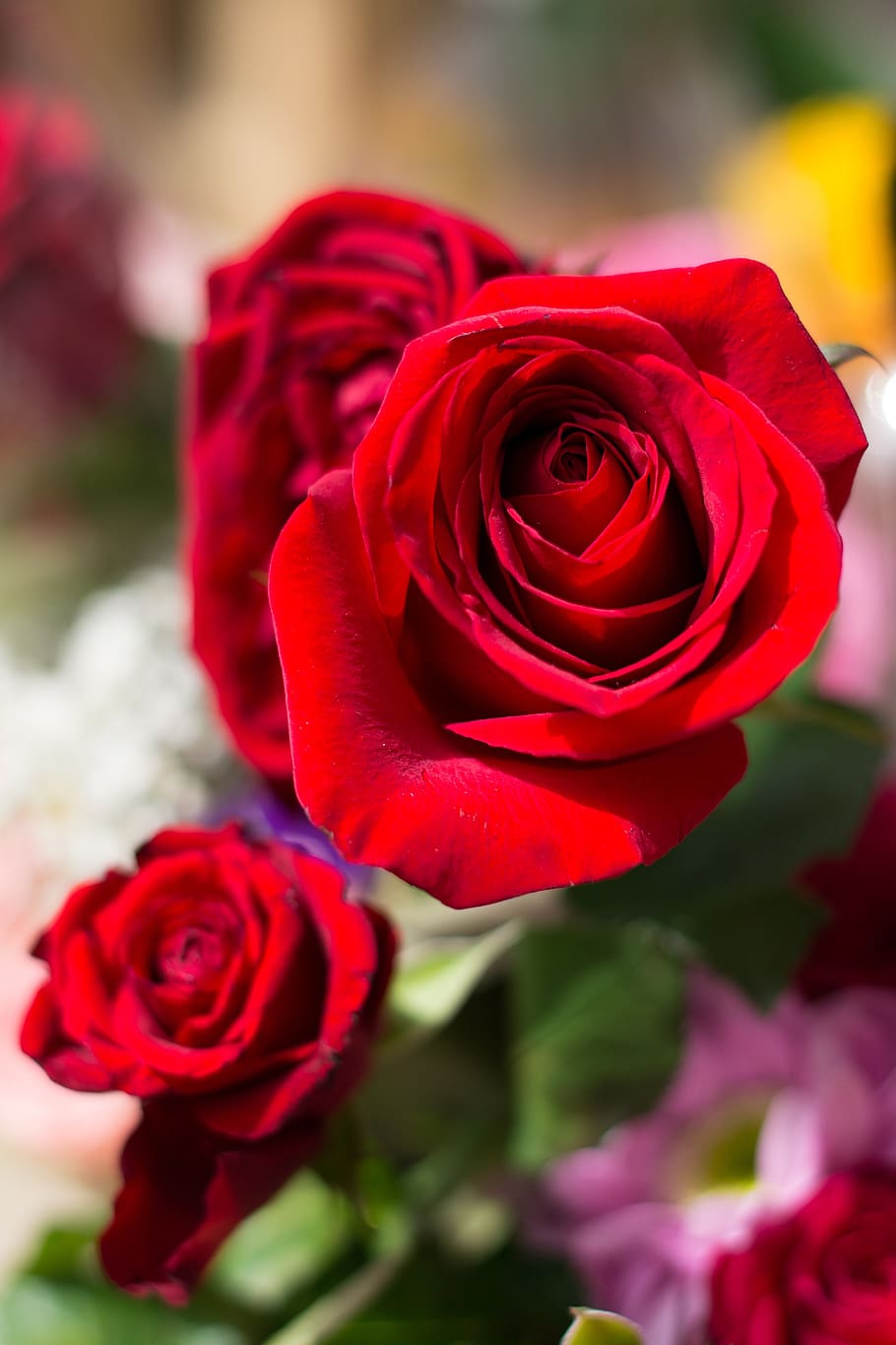 mawar merah, ro, bunga, alam, tanaman berbunga, mawar, mawar - bunga, keindahan di alam, merah, kerentanan
