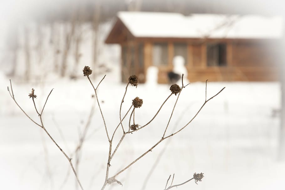 beige tree, winter, plants, dried, branches, buds, yards, gardens, snowy, covered