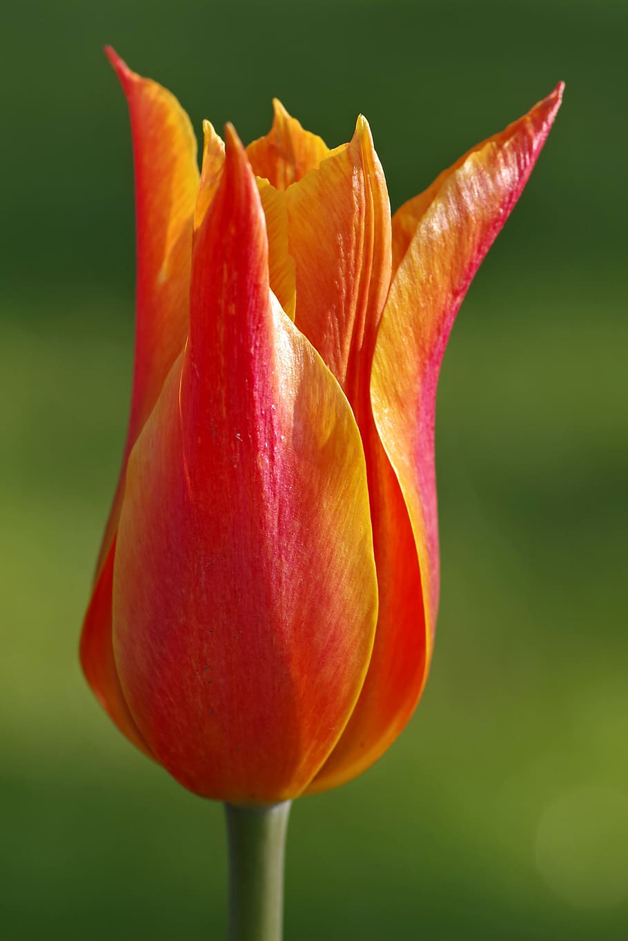 tulipa, vermelho, laranja, copa, pétalas, único, verticalmente, jardim, cálices de flores, cabeça
