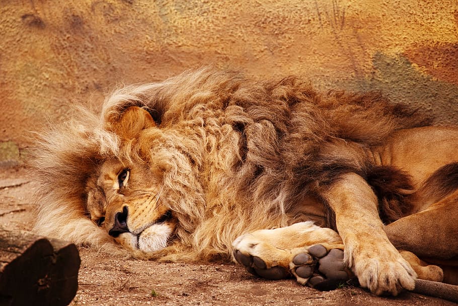 adult, laying, ground, Brown, Lion, Land, african, animal, big, carnivore
