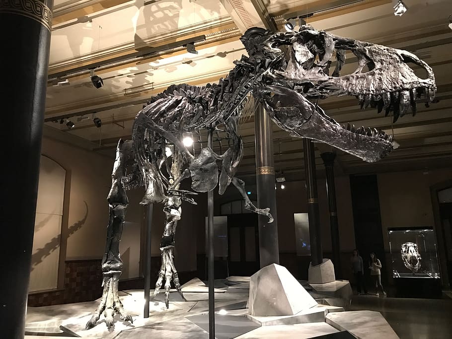 silver t-rex skeleton, Dinosaur, Museum, T Rex, Skeleton, dinosaur, museum, evolution, nature, dangerous, dinosaur skeleton