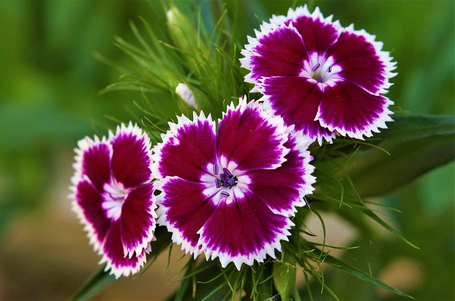 flowers, carnations, variegated, white carnations, and purple, white purple, flower, flowering plant, plant, freshness