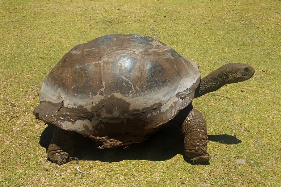 kura-kura, kura-kura raksasa, seychelles, curieuse, pelan, besar, reptil, tua, penyu, tema binatang
