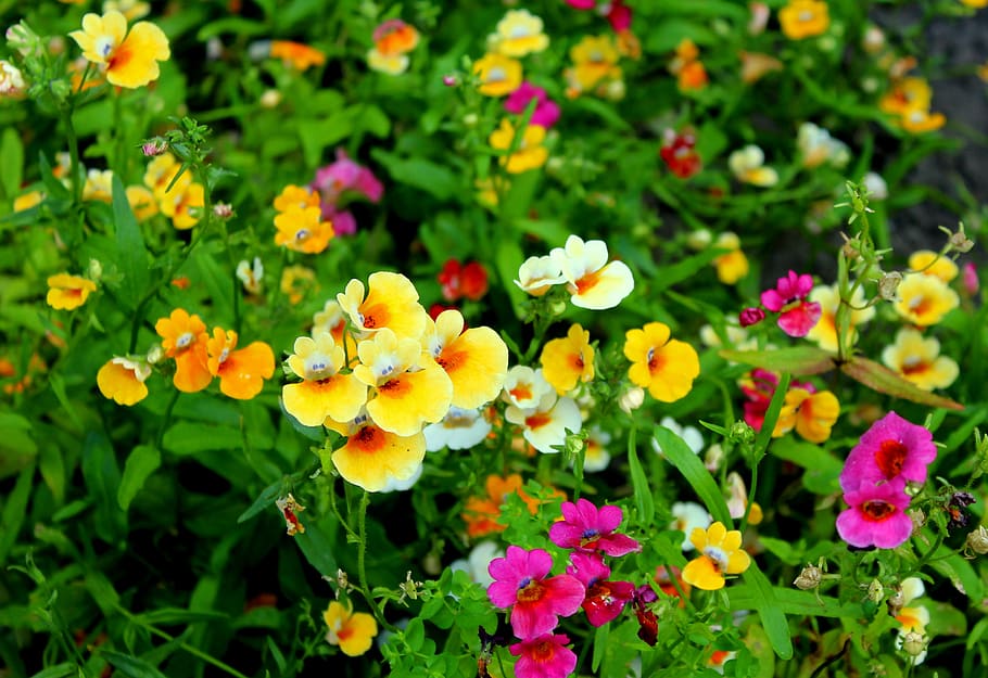 bunga, petak bunga, warna-warni, musim panas, tanaman, alam, kelezatan, mekar, tanaman berbunga, menanam