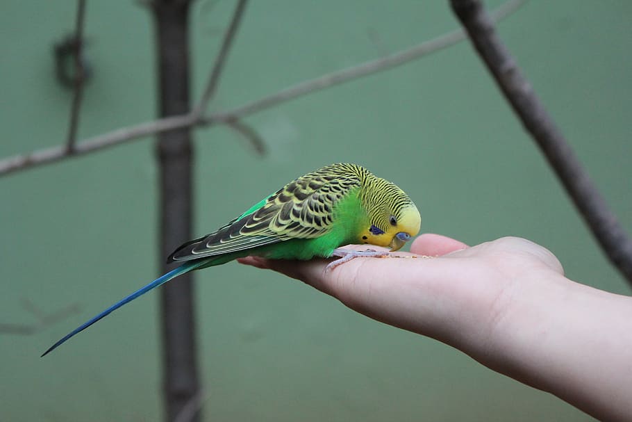 baru, parrot, burung, everland, kehijauan, memberi makan burung, tangan, pengumpan burung, ranting, satu hewan