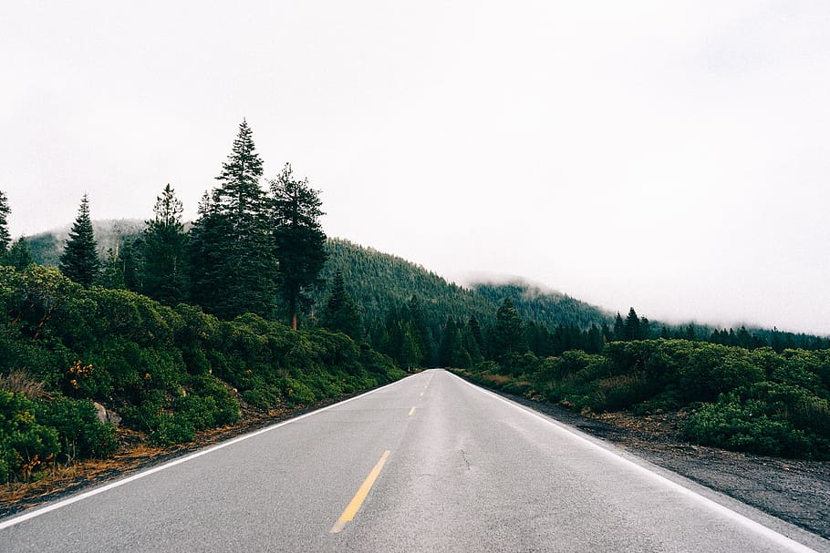 asphalt road, green, trees, road, straight, way, future, forest, nature, travel