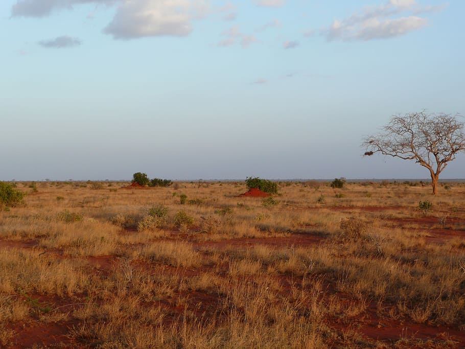 green, grass, land, blue, sky, Sunset, Kenya, Nature, Africa, Landscape