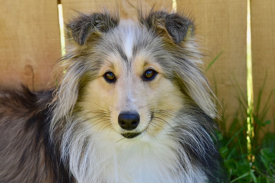 dog, dog berger shetland, bitch nayana, color fawn, eye colour hazel, dog portrait, black truffle, charming, one animal, mammal
