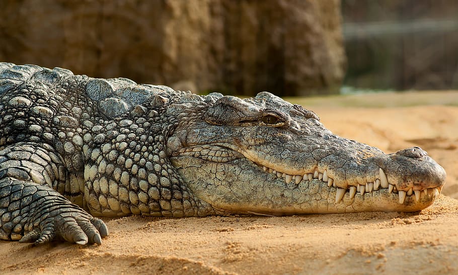 crocodile, brown, sand, nile crocodile, crocodylus niloticus, zoo, animal themes, animal wildlife, animal, reptile