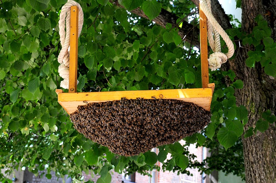 hive, bees, beekeeping, honey bees, insect, nature, bee breeding, bee keeping, flight insect, swarm