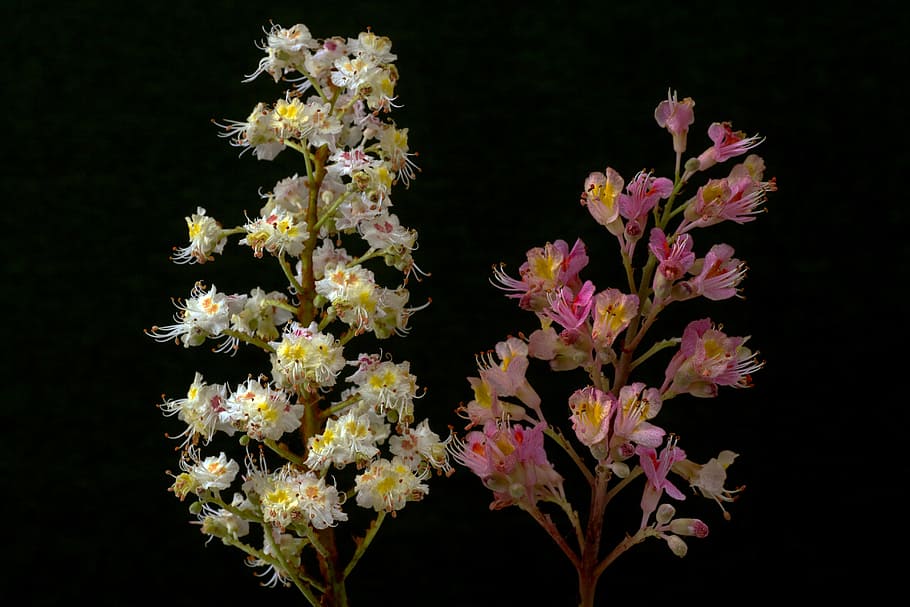 chestnut, blossom, bloom, white, red, red flowering buckeye, white rosskastanie, flower, flowering plant, black background