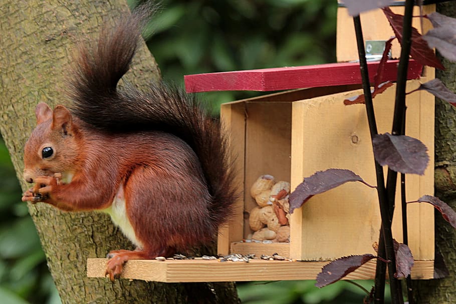 squirrel, eating, peanut, beige, wooden, box, animal, sciurus, foraging, bird