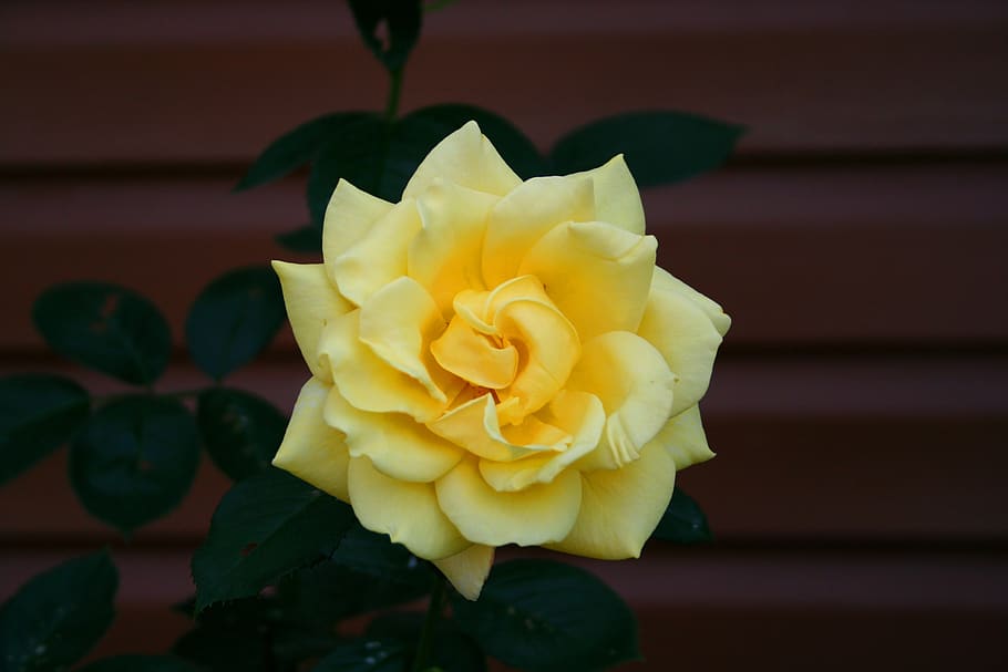 rose, flowers, tender rose, march 8, sun, yellow flowers, one rose, tenderness, flower, flowering plant
