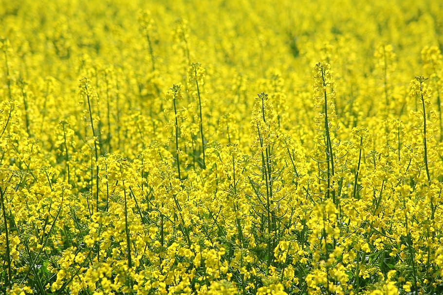 rapeseed, canola field, blooming rapeseed, oilseed plants, agriculture, the cultivation of, yellow fields, nature, yellow, beauty in nature