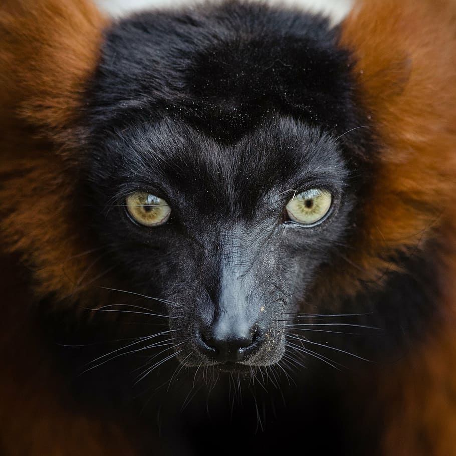 black, brown, animal, closeup, lemur, red, ruffed, portrait, head, fur