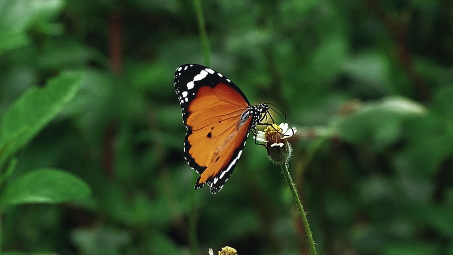 butterfly, insect, orange color, wild, animal photography, insect photography, butterfly wallpaper, insect wallpaper, animal themes, animal wildlife
