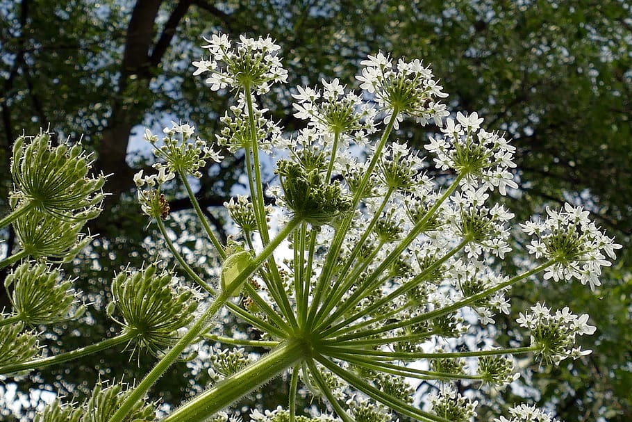 hogweed, heracleum, schermbloemig, plant, flora, nature, itching, irritation of the, growth, beauty in nature