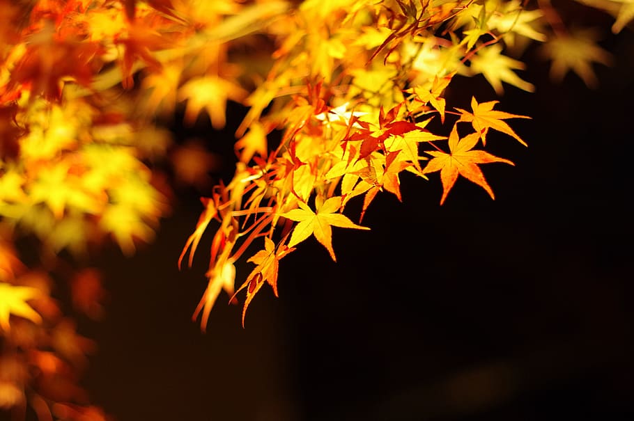 dangkal, fotografi fokus, daun maple, Musim Gugur, Maple, Daun, Malam, daun musim gugur, menyala, kyoto