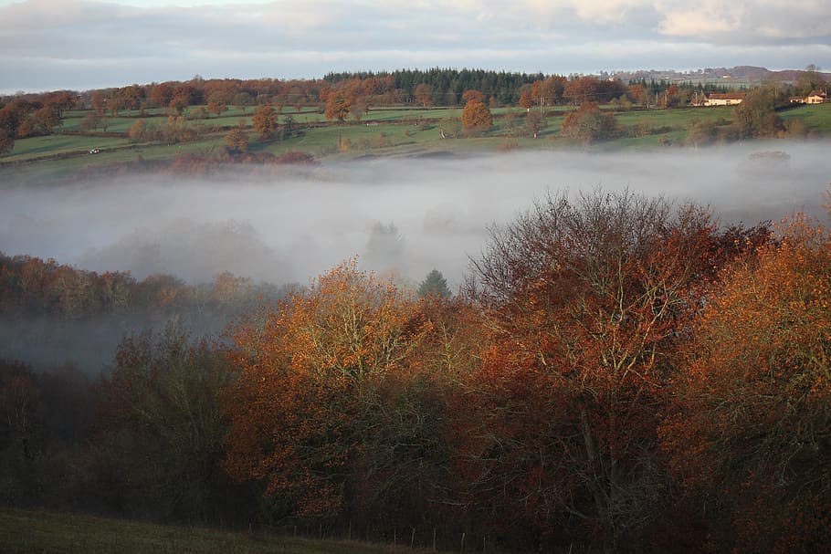 mist, valley, field, fog, morning, panorama, tree, mountain, misty, rural