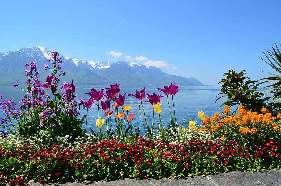 suiza, lago de ginebra, banco, montañas, flores, montreux, flor, planta floreciendo, belleza en la naturaleza, planta