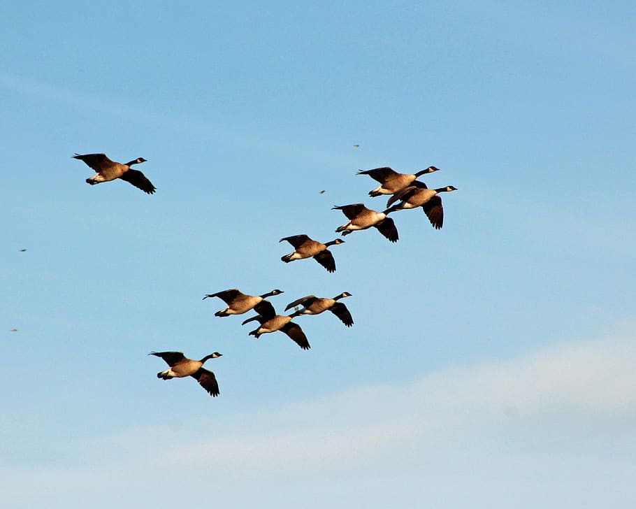 geese, flying, migration, nature, birds, formation, group of animals, animal themes, bird, animal wildlife