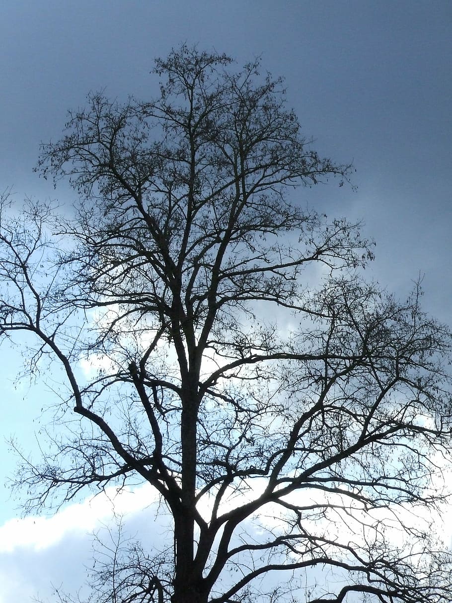winterlicher tree, tree without leaves, atmosphere, clouds, sun, tree, sky, plant, low angle view, branch