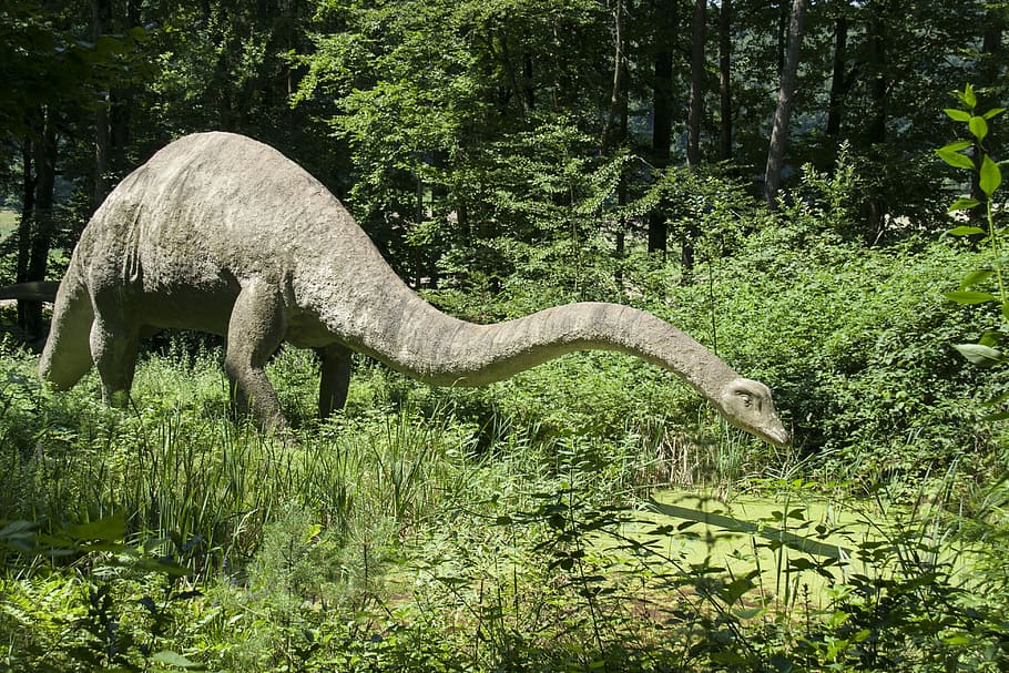 dinosaurio apatosaurus, medio, bosque, dinosaurios, animal, dinosaurio, langhals, herbívoros, diplodocus, reptil