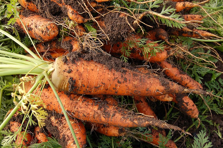 freshly harvest carrots, harvest, carrots, carrot, vegetable garden, plant, vegetables, growth, nature, close-up