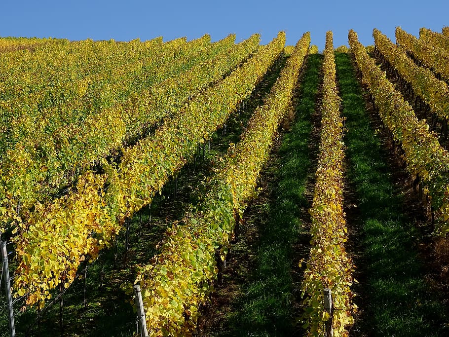 vineyard, vines, winegrowing, vine, nature, slope, autumn, series, noble vine, frank wine